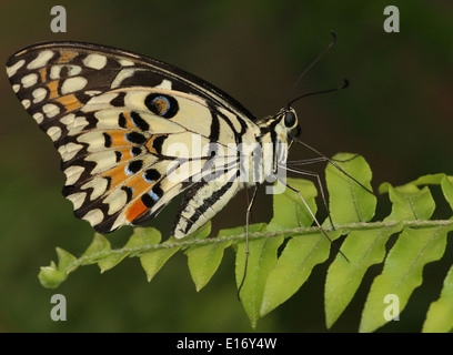 Gemeinsamen Kalk Schmetterling (Papilio Demoleus) aka Lemon Schmetterling, Karo-Schwalbenschwanz, Kalk Schwalbenschwanz, kleiner Zitrusfrüchte Schmetterling Stockfoto