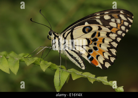 Karo-Schwalbenschwanz (Papilio Demoleus) aka Lemon Schmetterling, Lime Butterfly, Kalk Schwalbenschwanz oder kleiner Zitrusfrüchte Schmetterling Stockfoto