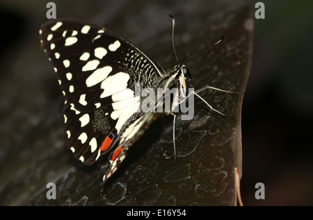 Gemeinsamen Kalk Schmetterling (Papilio Demoleus) aka Lemon Schmetterling, Karo-Schwalbenschwanz, Kalk Schwalbenschwanz, kleiner Zitrusfrüchte Schmetterling Stockfoto