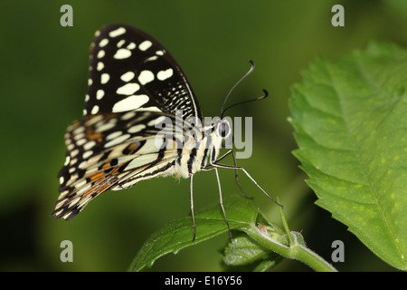 Gemeinsamen Kalk Schmetterling (Papilio Demoleus) aka Lemon Schmetterling, Karo-Schwalbenschwanz, Kalk Schwalbenschwanz, kleiner Zitrusfrüchte Schmetterling Stockfoto