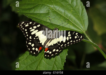 Gemeinsamen Kalk Schmetterling (Papilio Demoleus) aka Lemon Schmetterling, Karo-Schwalbenschwanz, Kalk Schwalbenschwanz, kleiner Zitrusfrüchte Schmetterling Stockfoto