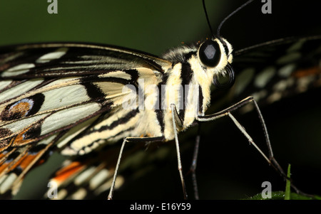 Gemeinsamen Kalk Schmetterling (Papilio Demoleus) aka Lemon Schmetterling, Karo-Schwalbenschwanz, Kalk Schwalbenschwanz, kleiner Zitrusfrüchte Schmetterling Stockfoto