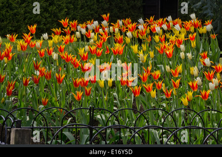 Tulpen Westpunkt und Flyaway Stockfoto