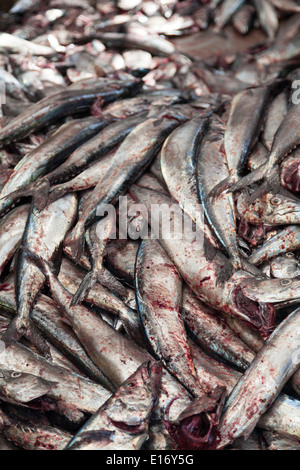 Nahaufnahme von Haufen von fangfrische Sardinen Stockfoto