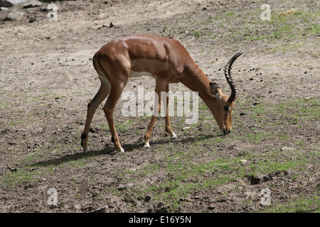 Adultt männlicher Impala (Aepyceros Melampus) Weiden Stockfoto