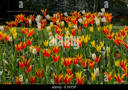 Tulpen Westpunkt und Flyaway Stockfoto