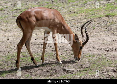 Adultt männlicher Impala (Aepyceros Melampus) Weiden Stockfoto