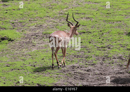 Adultt männlicher Impala (Aepyceros Melampus) Stockfoto