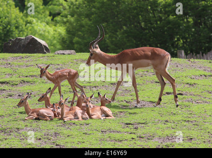 Antlered erwachsenen männlichen Impala-Antilopen mit Baby Impala Kälber (Aepyceros Melampus) Stockfoto