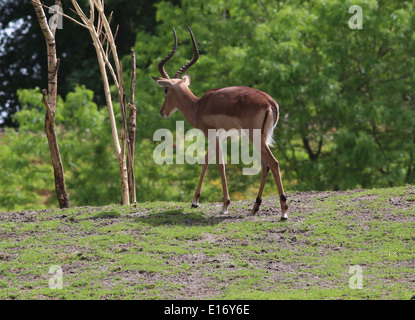 Adultt männlicher Impala (Aepyceros Melampus) Stockfoto