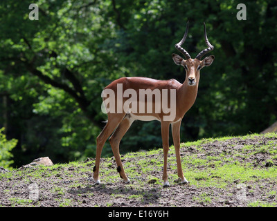 Adultt männlicher Impala (Aepyceros Melampus) Stockfoto