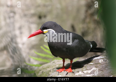 Nahaufnahme von einem südamerikanischen Inka-Seeschwalbe (Larosterna Inca) Stockfoto