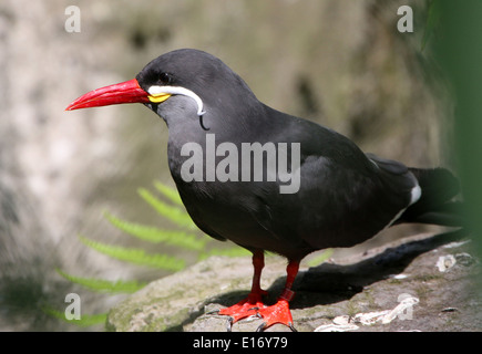 Nahaufnahme von einem südamerikanischen Inka-Seeschwalbe (Larosterna Inca) Stockfoto