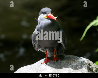 Nahaufnahme von einem südamerikanischen Inka-Seeschwalbe (Larosterna Inca) Stockfoto