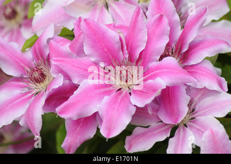 Clematis Nahaufnahme. Clematis 'Nelly Moser' clematis - hybride, große Blüten, die im englischen Garten wachsen. Mai. Stockfoto