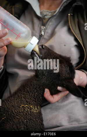 Eine Bäuerin Fütterung ein Lamm aus einer Manx Loaghtan Schafherde Wiltshire UK Stockfoto