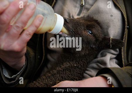 Eine Bäuerin Fütterung ein Lamm aus einer Manx Loaghtan Schafherde Wiltshire UK Stockfoto