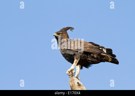 Lange Crested Eagle (Lophaetus Occipitalis). Fotografiert in Tansania Stockfoto