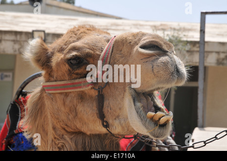 Close-up Portrait eines Kamels, Negev, Israel Stockfoto