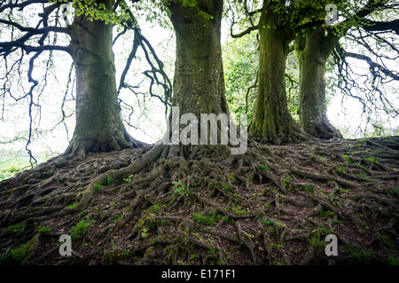 Erstaunlich, exponierten Baum Wurzeln auf einer Bank in Avebury neolithischen Kreis und Henge Steindenkmal, Wiltshire, UK Stockfoto