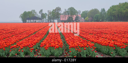 Weiten Blick auf den Bereich der feurigen Rot und orange farbigen Tulpen in holländische Polderlandschaft Stockfoto