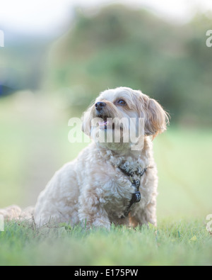Hund auf Wiese Stockfoto