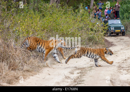 Bijrani Tigerin und ihre Jungen in Jim Corbett Nationalpark, Indien. (Panthera Tigirs) Stockfoto