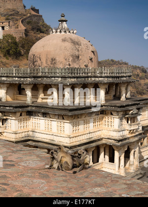 Indien, Rajasthan, Rajsamand, Kumbhalgarh Fort, grau Hanuman Languren Pflege an Jain-Tempel Stockfoto