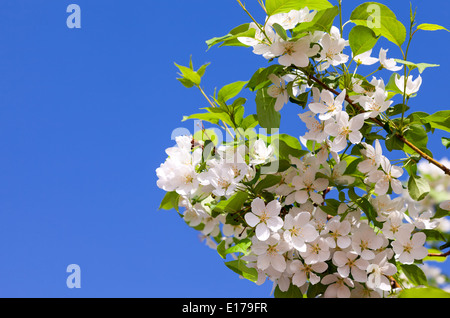 Schönen weißen Blüten des Apfelbaums gegen blauen Himmel Stockfoto
