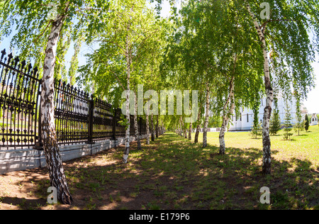 Schöne grüne Birke Gasse im sonnigen Frühlingstag Stockfoto