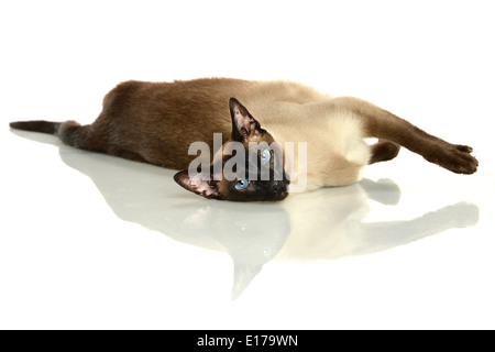 Siamkatze reflektierenden Tisch auflegen Stockfoto