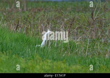 Silberreiher (Ardea Alba) Jagd nach Nahrung. Stockfoto