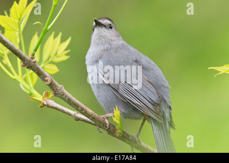 Graue Catbird (Dumetella Carolinensis) in die Hand. Stockfoto