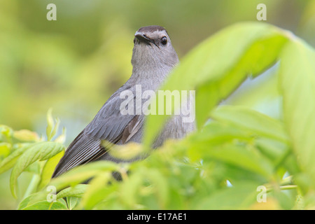 Graue Catbird (Dumetella Carolinensis) in die Hand. Stockfoto