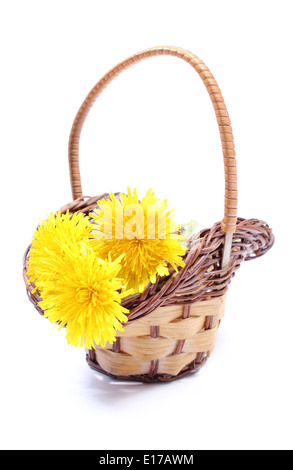 Gelbe Blumen des Löwenzahns in Weidenkorb. Isoliert auf weißem Hintergrund Stockfoto