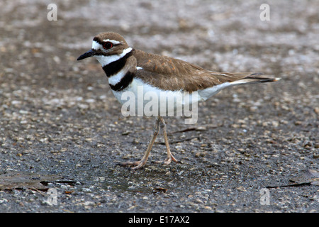 Killdeer (Charadrius Vociferus) auf dem Boden Stockfoto