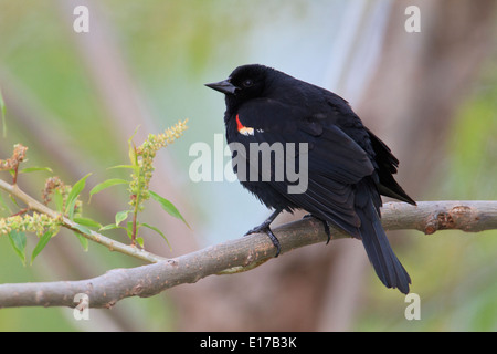 Männliche Rotschulterstärling (Agelaius Phoeniceus) Stockfoto