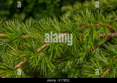 Blatt-Spitzen aus Lärche (Larix sp.). Stockfoto