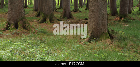 Starke Beine wie Baumwurzeln im Wald, horizontale Stockfoto