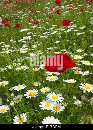 Wiese von Margeriten und Mohn in der Nähe von Dorf Stockfoto