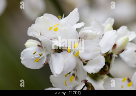 Nahaufnahme des Blütenstandes Libertia Grandiflora zeigt die reinweißen Blüten Stockfoto