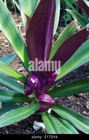 Lila Unterseiten auf die Rosetten der Tradescantia spathacea Stockfoto