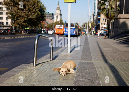 streunender Hund liegend auf Avenida Libertador general Bernardo O'higgins Innenstadt von Santiago Chile