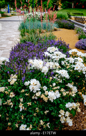 Einen Pfad durch die Myriad Botanical Gardens mit Blumen in der Innenstadt von Oklahoma City, Oklahoma, USA, bei Reno und Robinson. Stockfoto