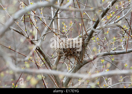 Robin (Turdus Migratorius) Nest in einem Ast Stockfoto