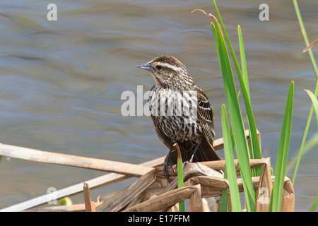 Weiblicher Rotschulterstärling (Agelaius Phoeniceus) an einem Flussufer Stockfoto