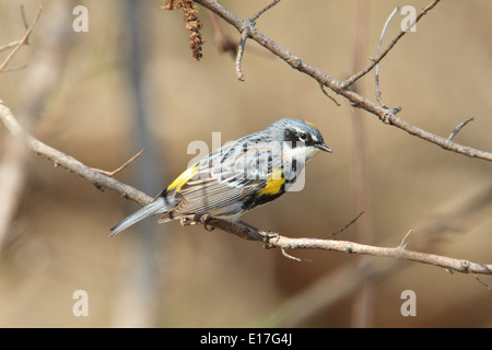 Gelb-Psephotus Grasmücke (Setophaga Coronata) während der Frühjahrswanderung am Magee Marsh, Ohio. Stockfoto