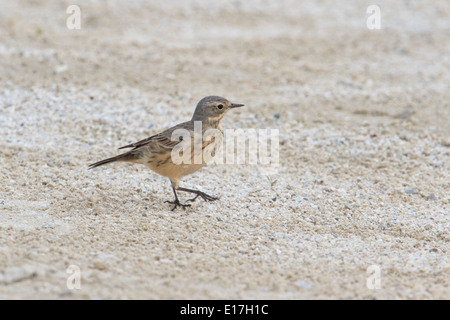 Amerikanische Pieper (Anthus Rubescens) auf der sandigen Boden, Magee Marsh, Ohio während der Frühjahrswanderung. Stockfoto