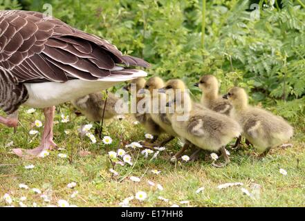 St. Peter-Ording, Deutschland. 18. Mai 2014. Eine Familie von graue Gänse (Anser Anser) auch bekannt als Wildgänse auf Eiderstedt-Halbinsel in der Nähe von St. Peter-Ording, Deutschland, 18 Mai 2014. Wildgänse sind in Schleswig-Holstein mit vielen dort das ganze Jahr. Foto: WOLFGANG RUNGE/Dpa/Alamy Live News Stockfoto