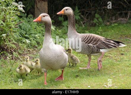 St. Peter-Ording, Deutschland. 18. Mai 2014. Eine Familie von graue Gänse (Anser Anser) auch bekannt als Wildgänse auf Eiderstedt-Halbinsel in der Nähe von St. Peter-Ording, Deutschland, 18 Mai 2014. Wildgänse sind in Schleswig-Holstein mit vielen dort das ganze Jahr. Foto: WOLFGANG RUNGE/Dpa/Alamy Live News Stockfoto